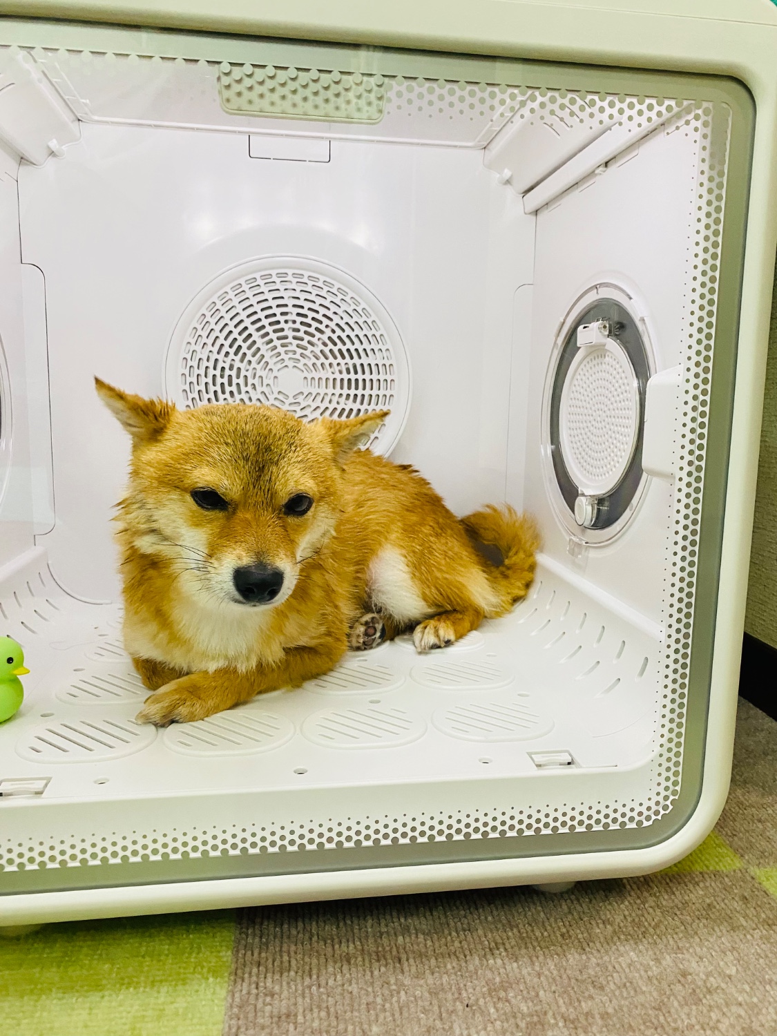 ❤️1品限り❤️ペットドライルーム 72L大容量 多頭用 加熱保護 風力/温度調整 ペットドライルーム❤️72L大容量✨犬 猫 ドライヤー 乾燥