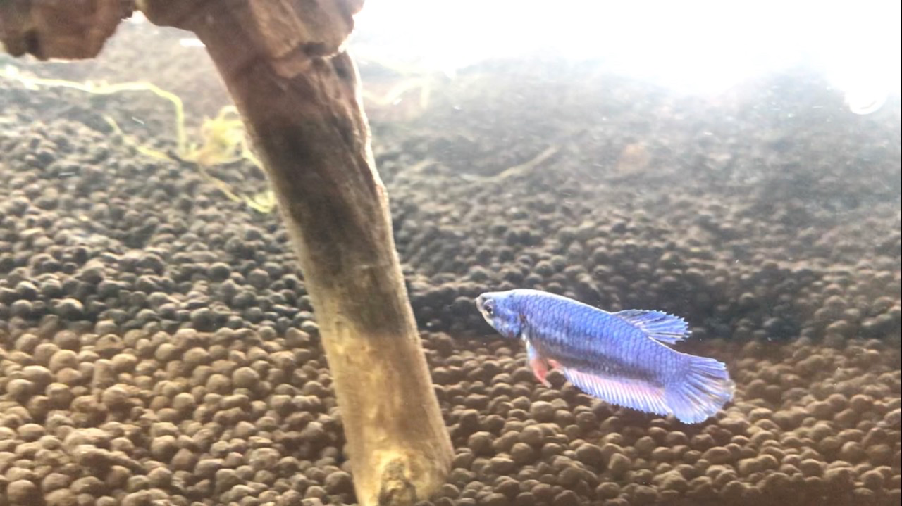 楽天市場】(熱帯魚 生体)ベタ メタリカ メス色おまかせ （約3-4cm）（1匹）【水槽/熱帯魚/観賞魚/飼育】【生体】【通販/販売】【アクアリウム/あくありうむ】【小型】(ネオス  楽天市場店) | みんなのレビュー・口コミ