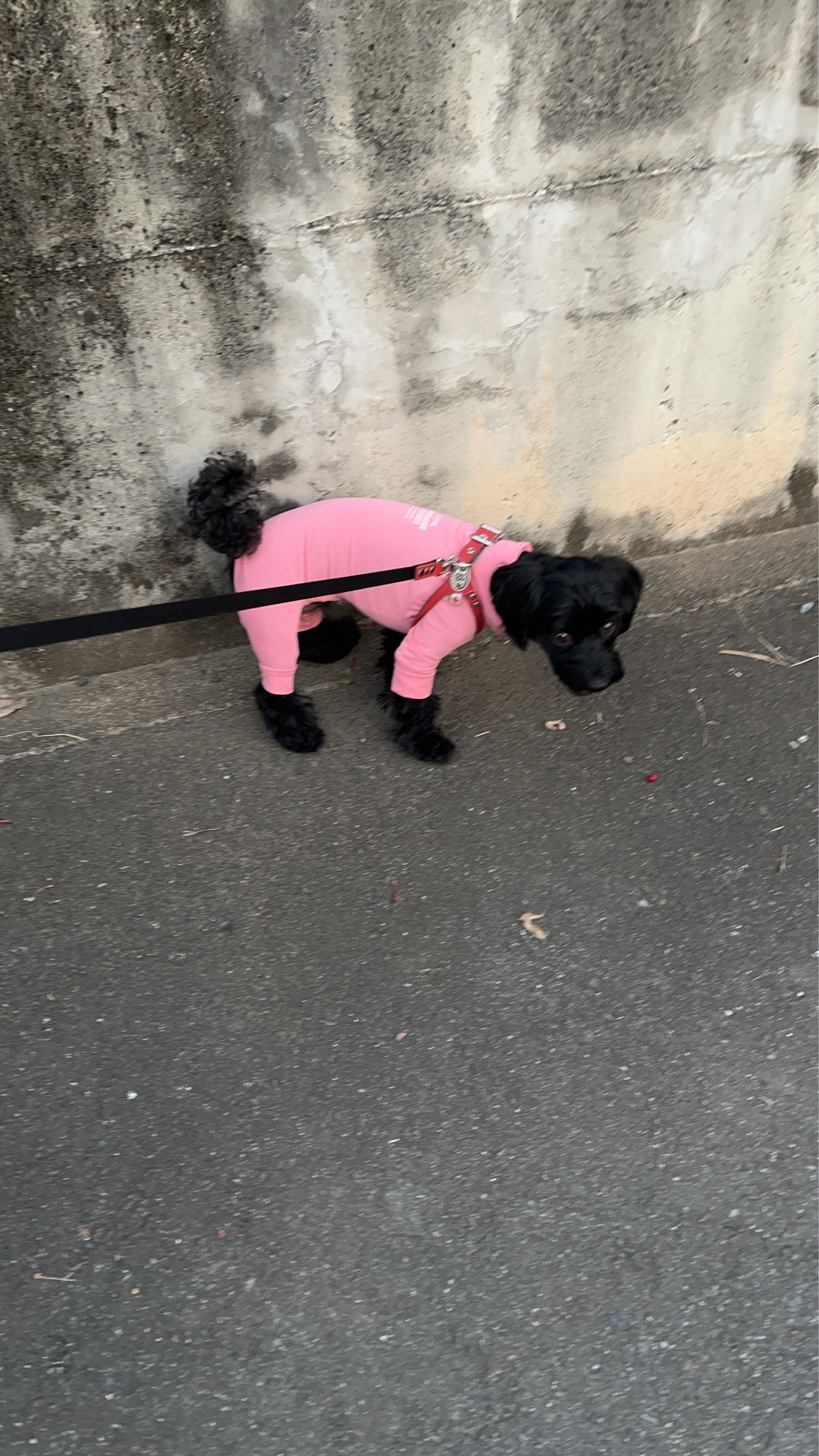 マンダリンブラザーズ 防虫 服 犬 抜け毛 対策 インナー 夏服 虫よけ クール 接触冷感 ネッククーラー インセクトシ マンダリンブラザーズ インセクトシールド スキンタイトスーツ レビュー画像1