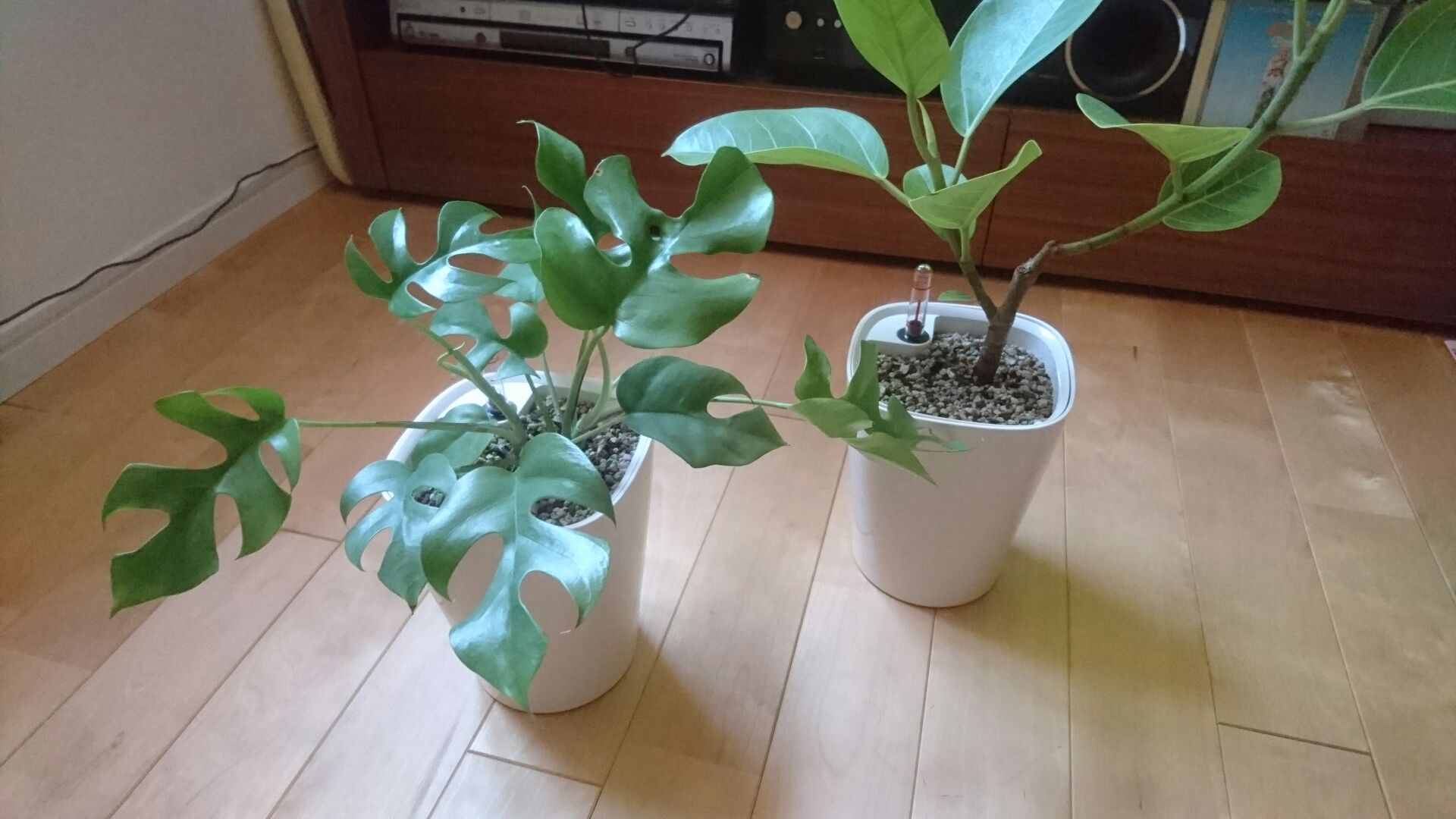 楽天市場 卓上 植木鉢 おしゃれ 自動水やり かわいい プラスチック インテリア雑貨 鉢カバー シンプル 旅行 便利グッズ 受け皿 受け皿不要 観葉植物 インテリアグリーン 無印プランター レチューザ デルティーニ F14cm H18cm Abs樹脂 全6色 底面灌水 底面給水 鉢 小さい 楽天市場 卓上 植木鉢 おしゃれ 自動水やり かわいい プラスチック インテリア雑貨 鉢カバー シンプル 旅行 便利グッズ 受け皿 受け皿不要 観葉植物 インテリアグリーン 無印プランター レチューザ デルティーニ F14cm H18cm Abs樹脂 全6色 底面灌水 底面給水 鉢 小さい