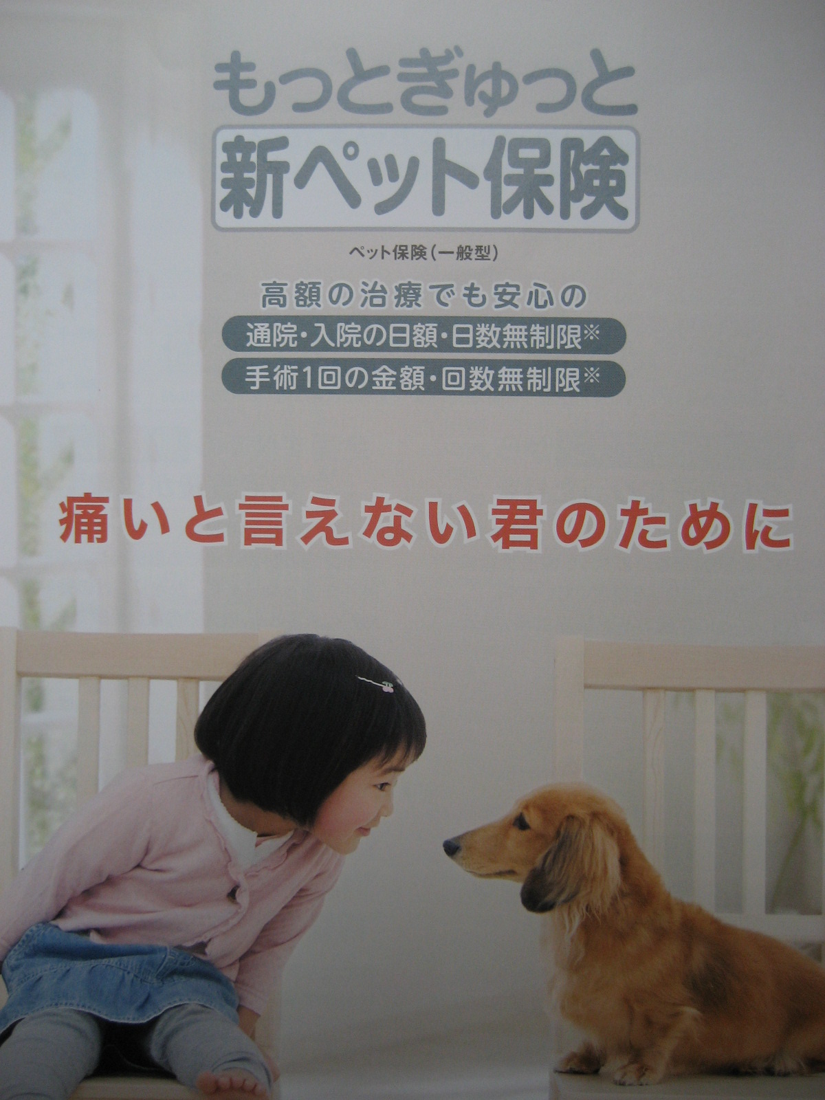 楽天市場 資料請求 もっとぎゅっと少額短期保険のもっとぎゅっと新ペット保険 楽天インシュアランス 未購入を含む みんなのレビュー 口コミ