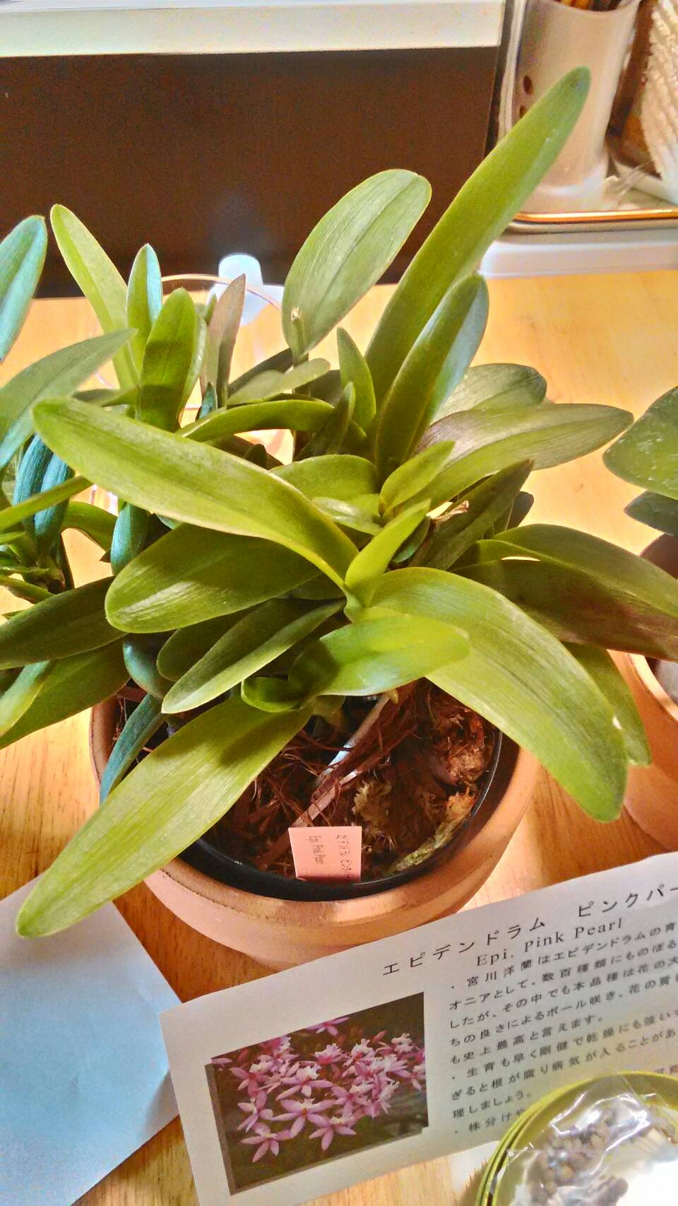 楽天市場 洋ランの苗 エピデンドラム ピンクパール 花咲く苗セット 花 セット 花鉢花色 花本数 背丈 育てやすさ どれもパーフェクトなエピデンの最高品種 洋ラン栽培セット 説明書付き 森水木のラン屋さん 未購入を含む みんなのレビュー 口コミ