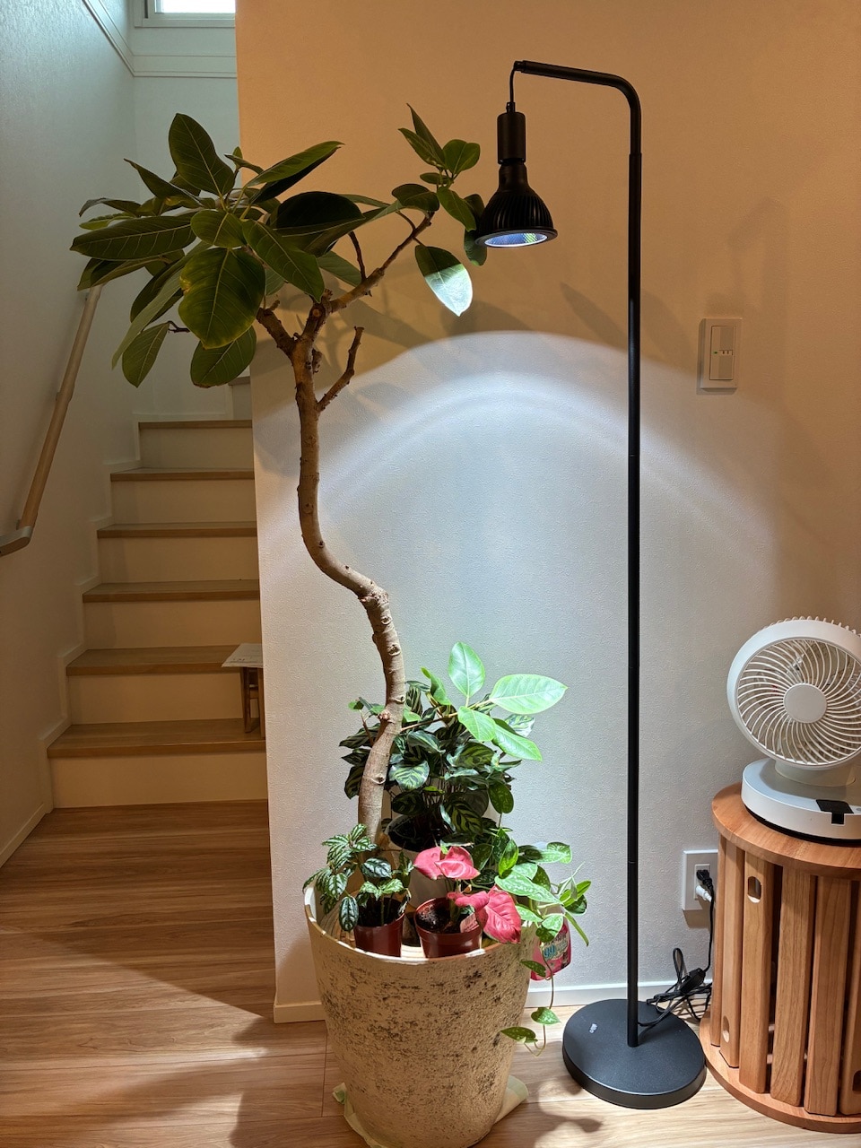 楽天市場】HaruDesign ライトリフトスタンド250R 植物育成ライト向け