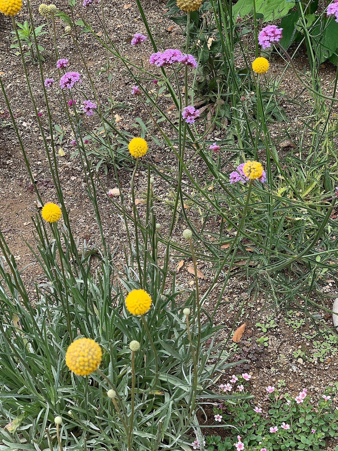 楽天市場 バーベナ ボナリエンシス 三尺バーベナ おぎはら植物園 未購入を含む みんなのレビュー 口コミ