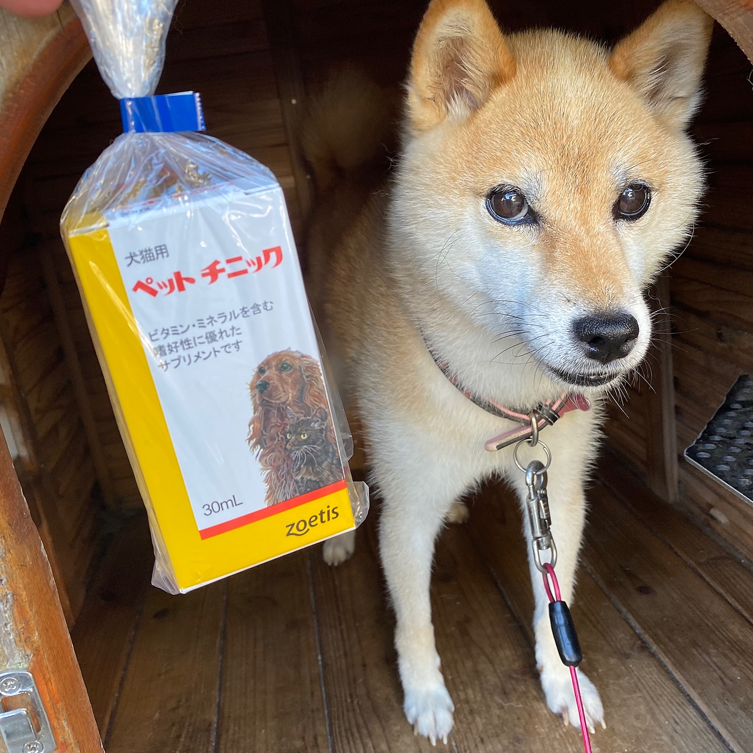 楽天市場】ペットチニック 犬猫用 30mL【あす楽】(ペットゴー 楽天市場