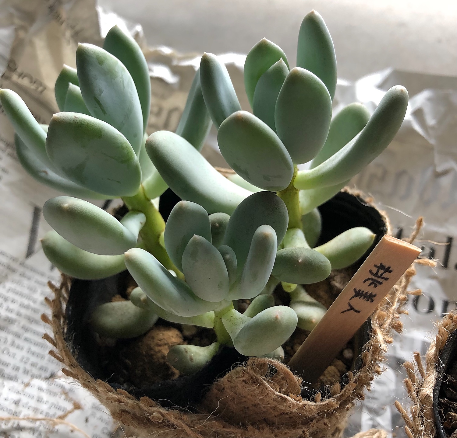 多肉植物 桃美人 ファッションの - その他多肉植物