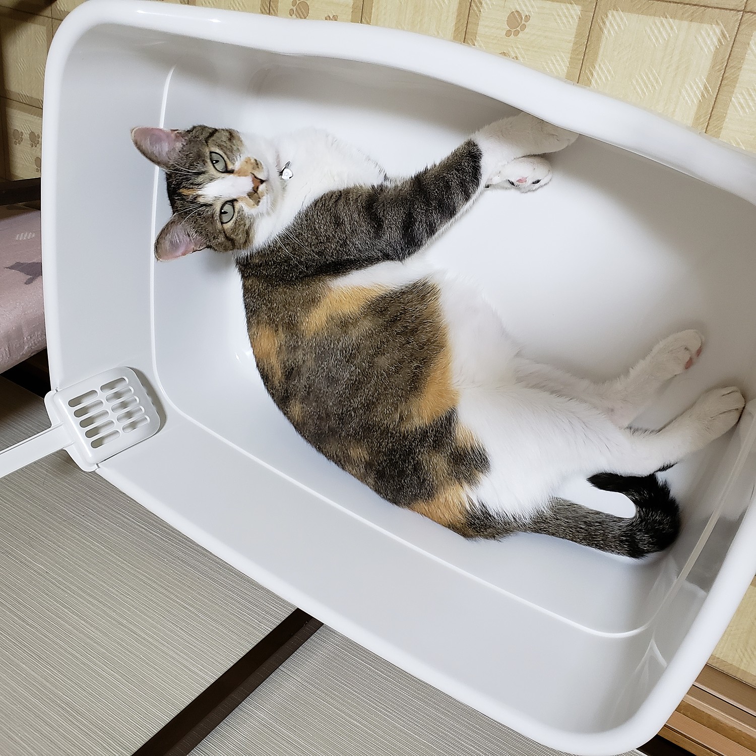 楽天市場】ラプレ ネコトイレ 深型 60リッチェル 猫 用 の 楽天市場】ラプレ ネコトイレ 深型 60リッチェル 猫 用 の