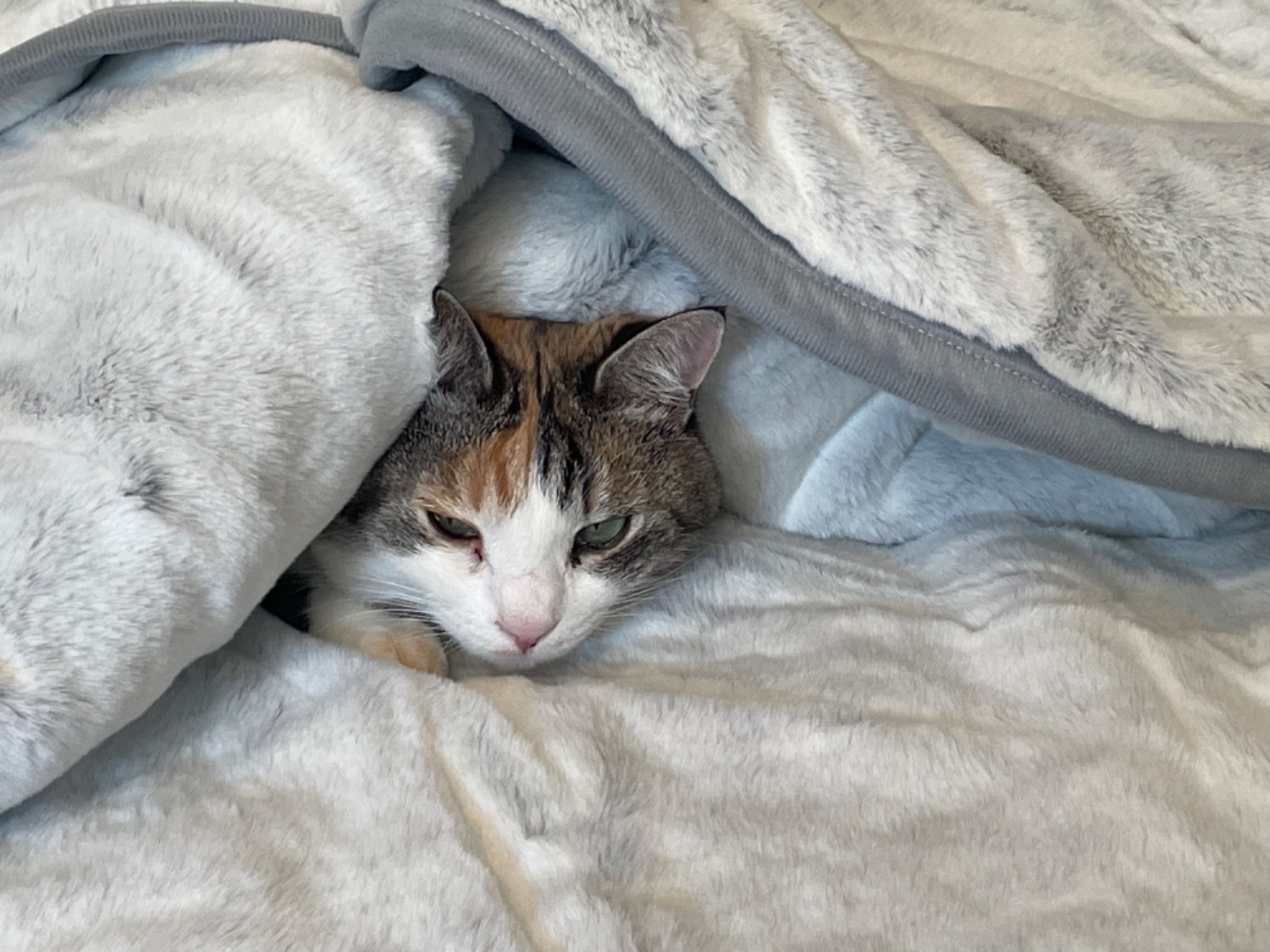 ≪TVで紹介≫ 猫フィール 猫Feel毛布 猫毛布口コミ レビュー画像9