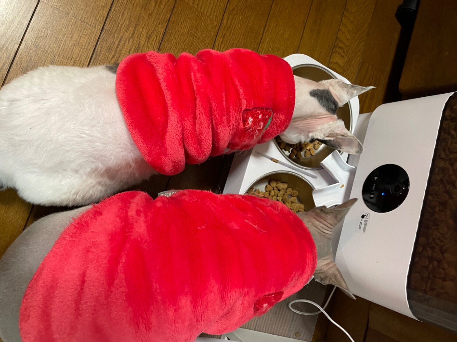 楽天市場】Ciaobot (チャオボット) 自動給餌器 猫2匹 大容量 5L ツイン
