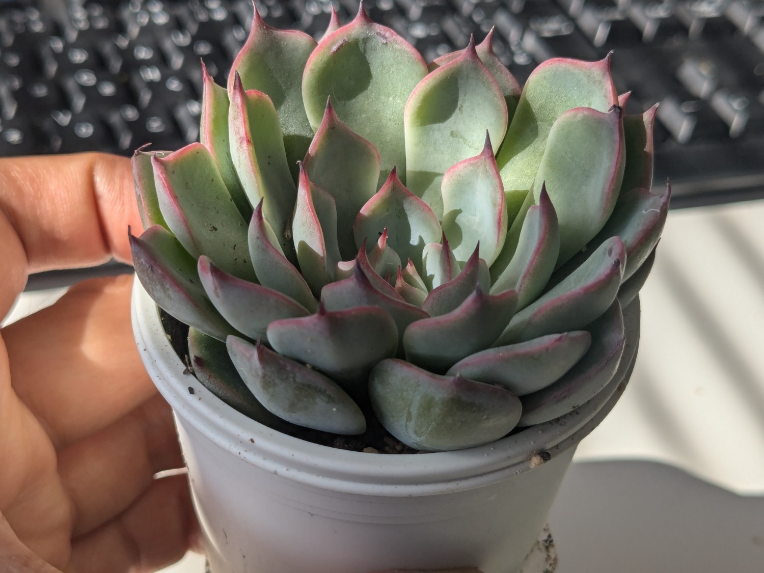 楽天市場】多肉植物 oriミックスベリア No.027 ラズベリーメモリーズ