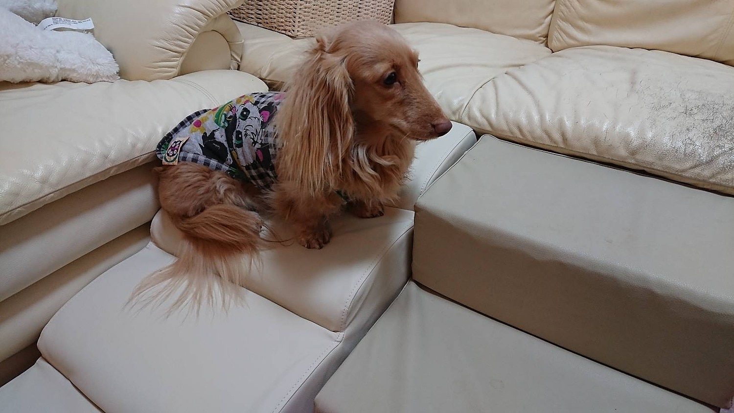 ドッグステップ 犬 用 階段 犬 スロープ ペットステップ 犬の階段 上り下り マット 犬 踏み台 犬 ソファ ペット用 ドッグステップ 犬用階段 セルタン レビュー画像15