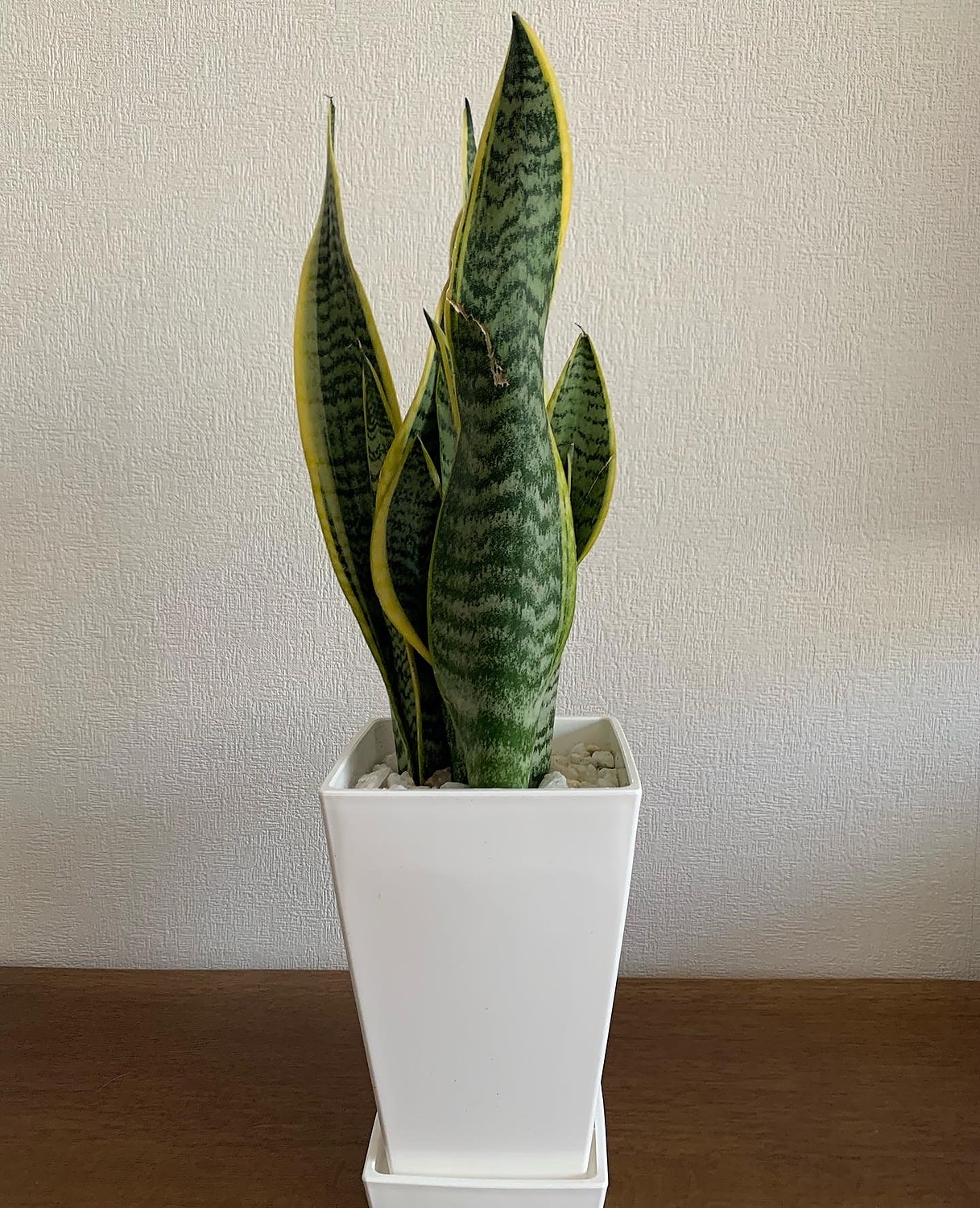 観葉植物 空気を浄化するといわれているサンスベリアのホワイト陶器鉢 6号 ストレート 土の表面 最大56 オフ 6号
