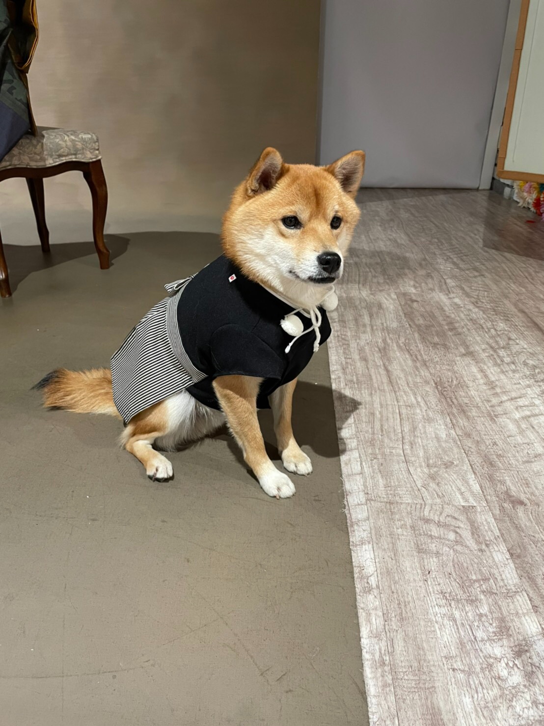 はこぽす対応商品】 エキゾチカ着物 犬 | www.cq.co.nz