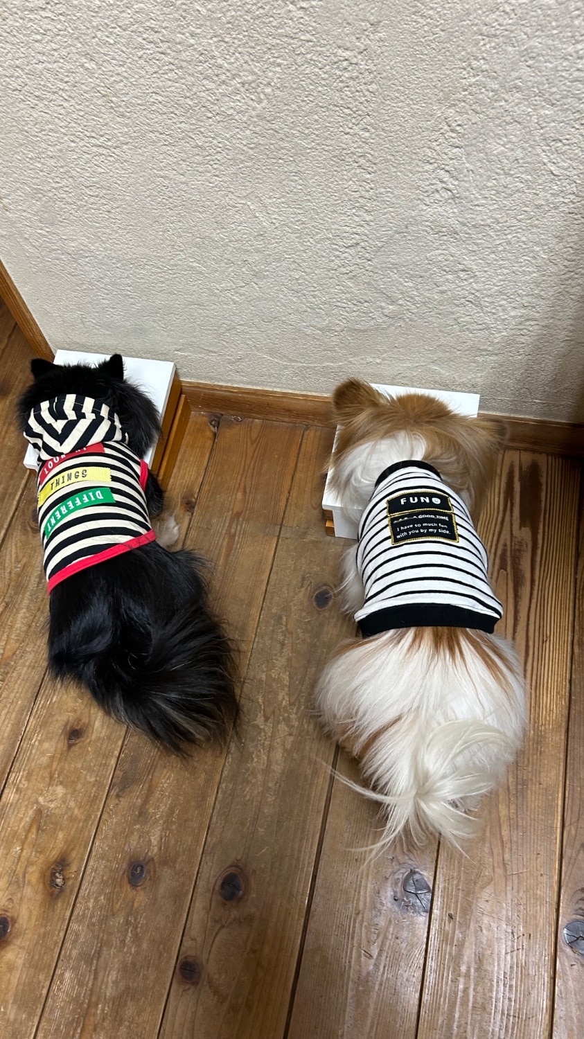 楽天市場】犬用 ダイエティクス キドニーキープ 3kg (1.5kg×2袋