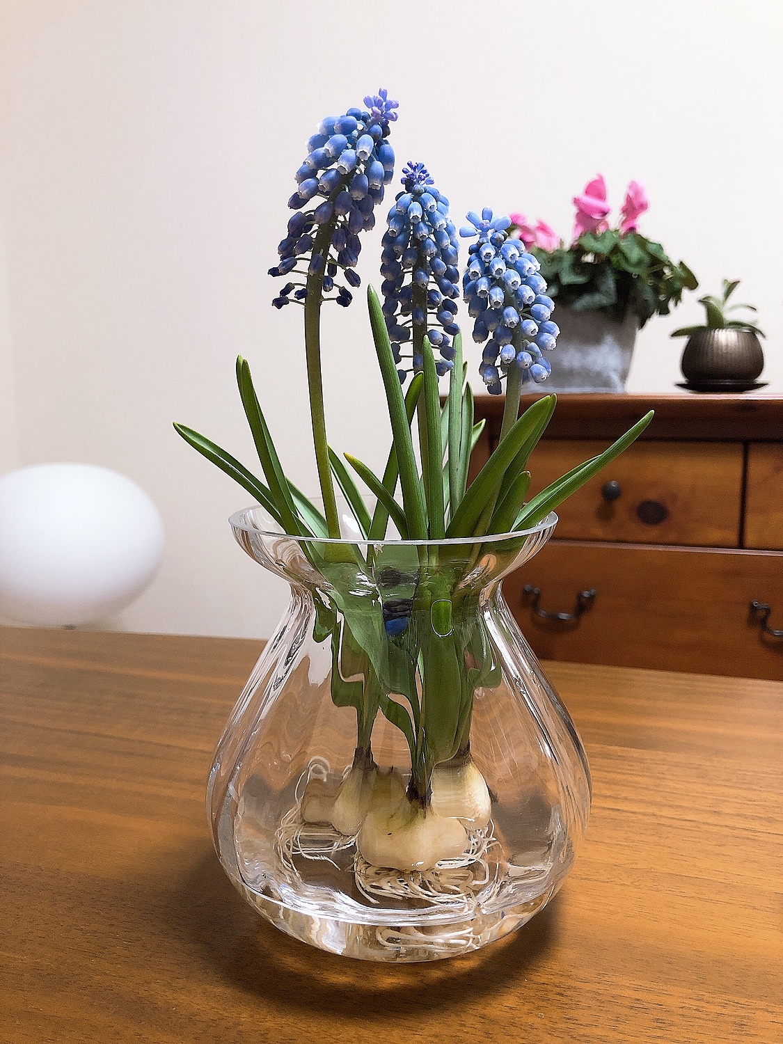楽天市場】小ぶりの花瓶。背の低いお花など飾るとかわいいです。ガラス 