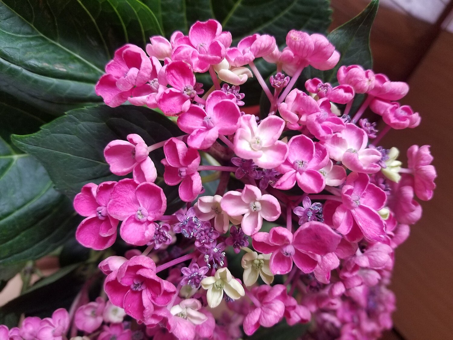楽天市場 花終わり アジサイ 紫陽花 あじさい 華あられ 6号苗 21年入荷株 千草園芸 みんなのレビュー 口コミ