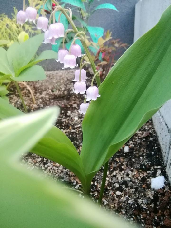 ピンクのスズラン 3号苗（花芽未確認）