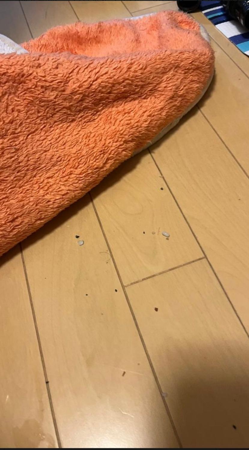 購入者レビュー写真