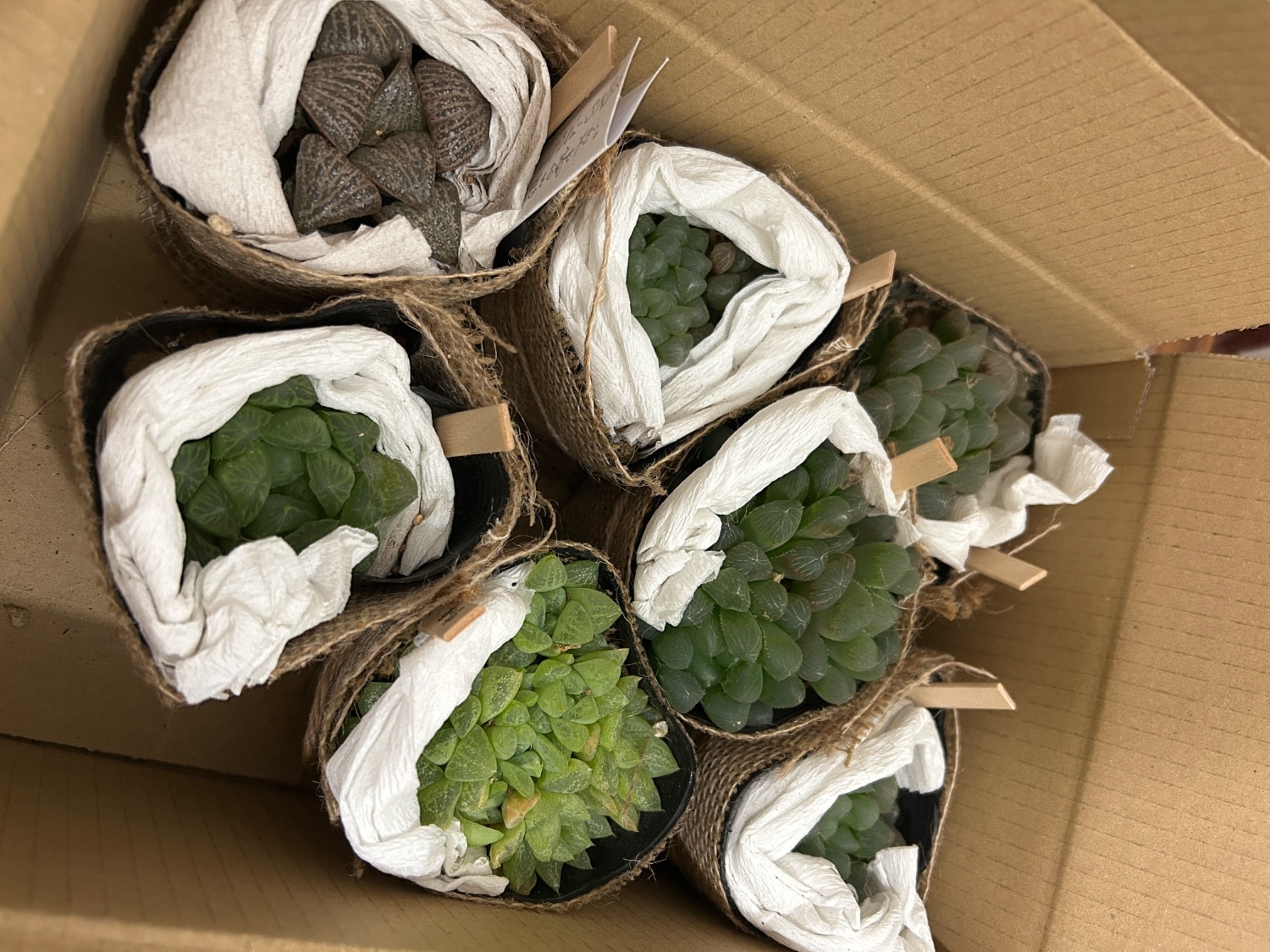 楽天市場】王蟲（オーム） ハオルチア属 【ジュエルプランツ】多肉植物