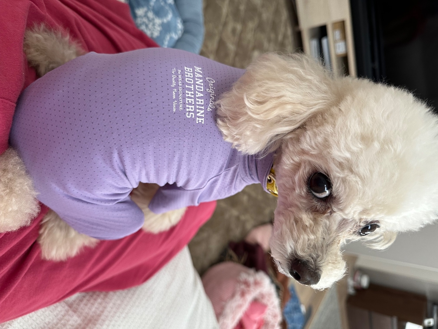 マンダリンブラザーズ 防虫 服 犬 抜け毛 対策 インナー 夏服 虫よけ クール 接触冷感 ネッククーラー インセクトシ マンダリンブラザーズ インセクトシールド スキンタイトスーツ レビュー画像17