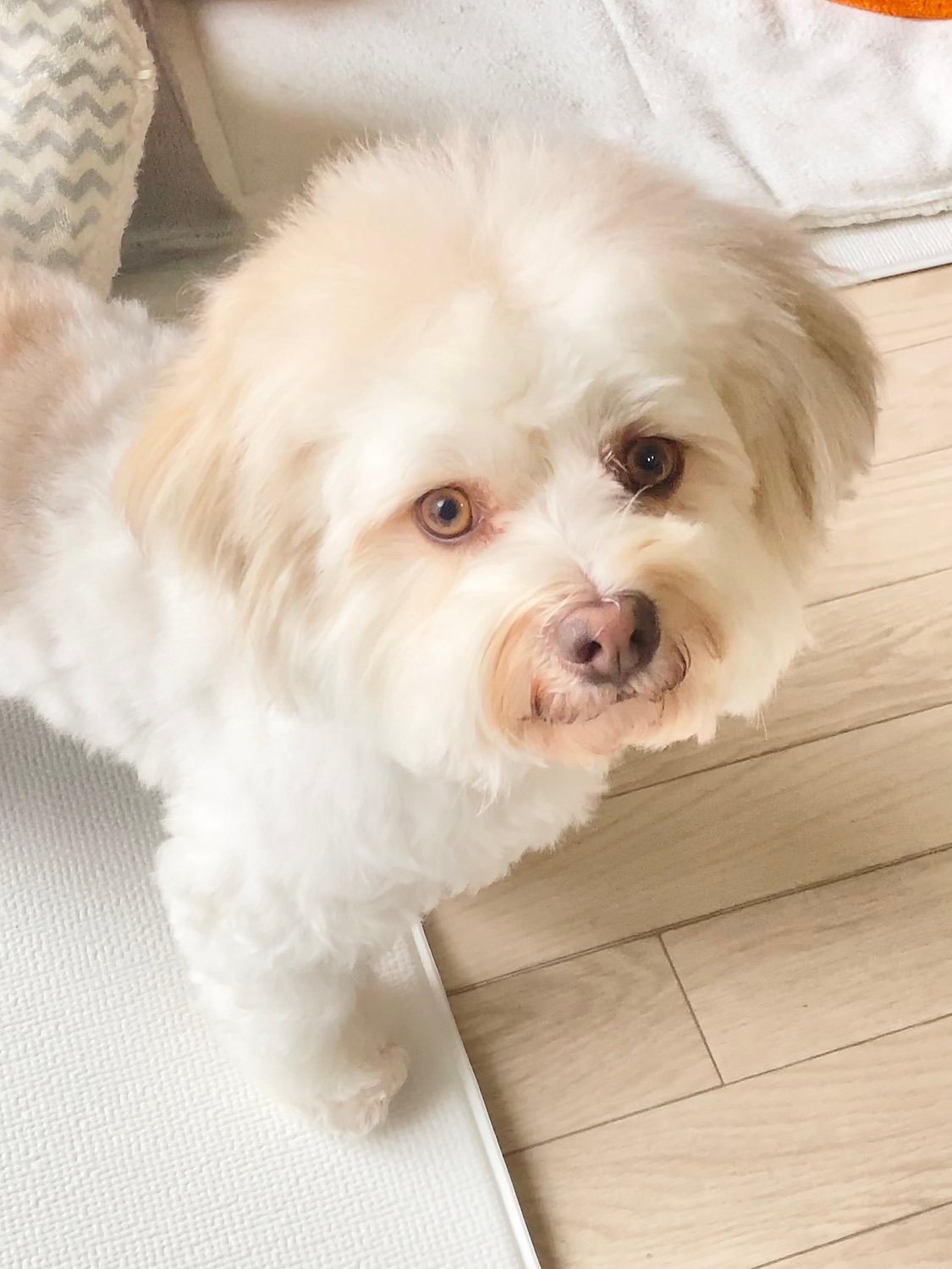 楽天市場 時短ケア 犬 猫 シャンプー 代わりの簡単お手入れ Mofuwa グルーミングスプレー 300ml 犬用 猫用 シャンプー 代わり 消臭 ブラッシング 毛玉ほぐし もつれ 無添加 無香料 ノンアルコール オーガニック ドライシャンプー 換毛期 短毛種 長毛種 ダブルコート
