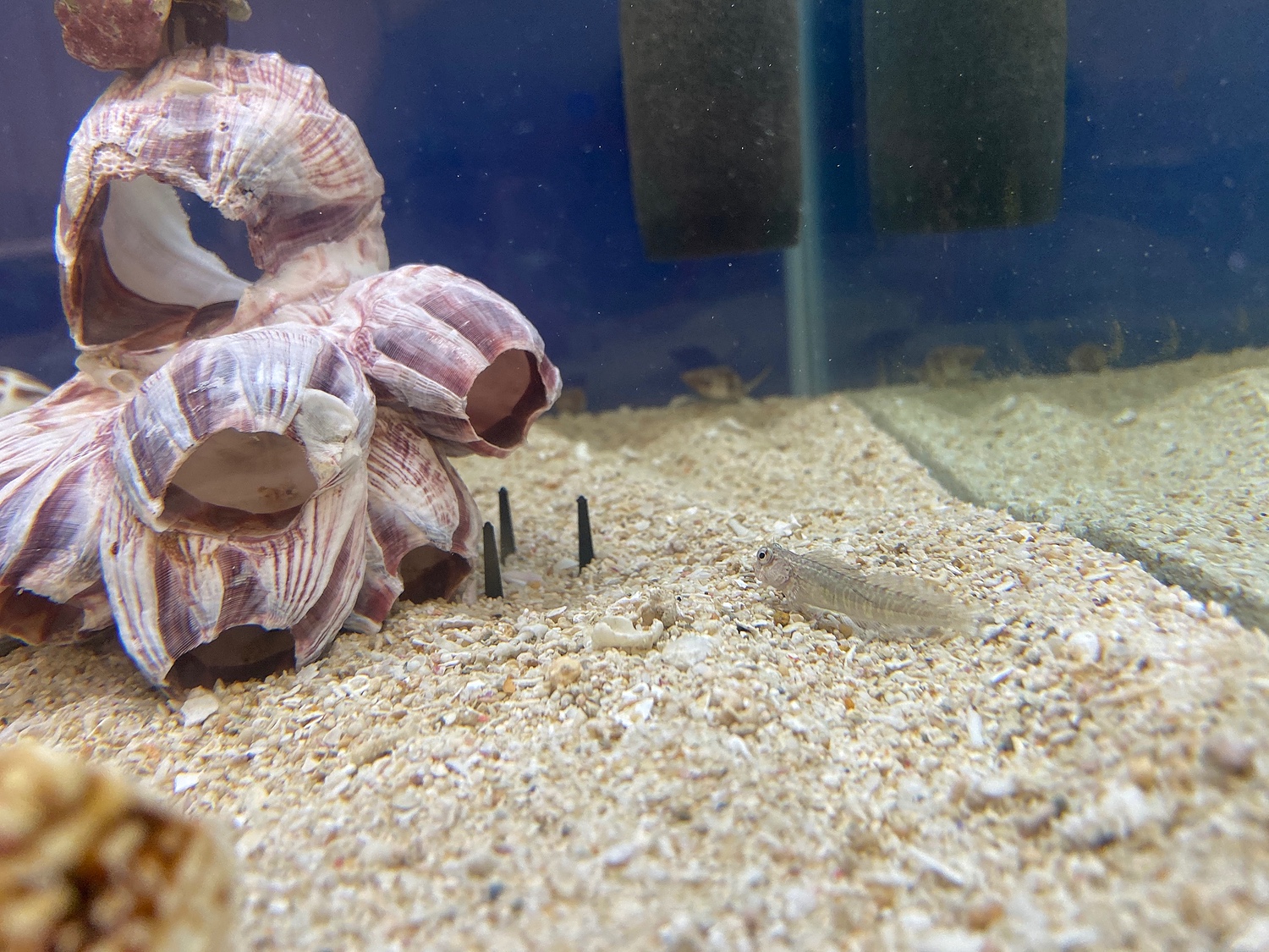 楽天市場】（海水魚）カエルウオミックス S－Mサイズ（1匹） 北海道航空便要保温(charm 楽天市場店) | みんなのレビュー・口コミ