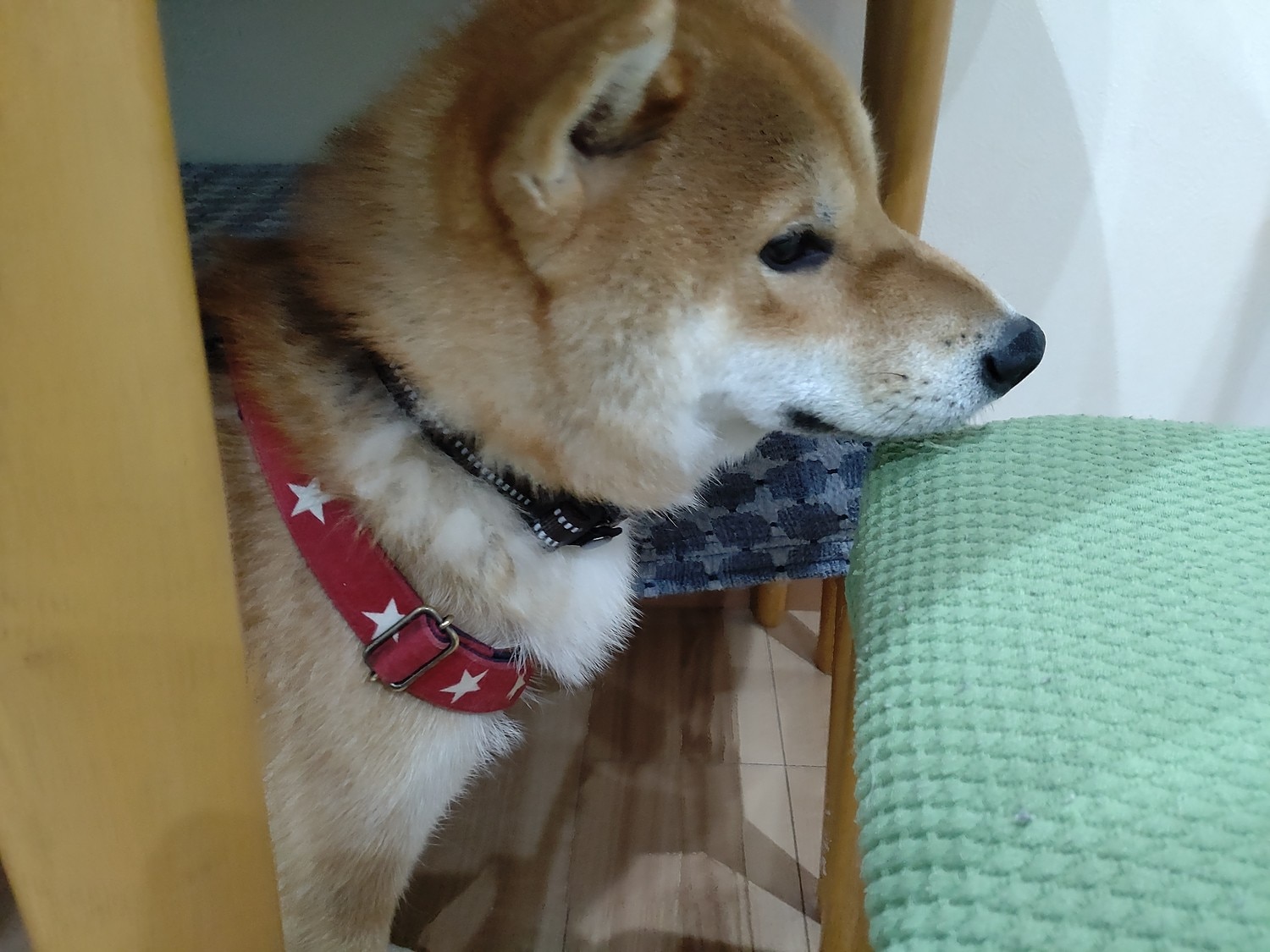 楽天市場 犬 首輪 犬用 首輪 軽い 中型犬 大型犬 超大型犬 小型犬 おしゃれ 痛くない ソフトパッド メッシュ 丈夫 イージーウォークカラー メール便送料無料 Wanwan Square Garden みんなのレビュー 口コミ 楽天市場 犬 首輪 犬用 首輪 軽い 中型犬 大型犬 超大型犬 小型犬 おしゃれ 痛くない ソフトパッド メッシュ 丈夫 イージーウォークカラー メール便送料無料 Wanwan Square Garden みんなのレビュー 口コミ