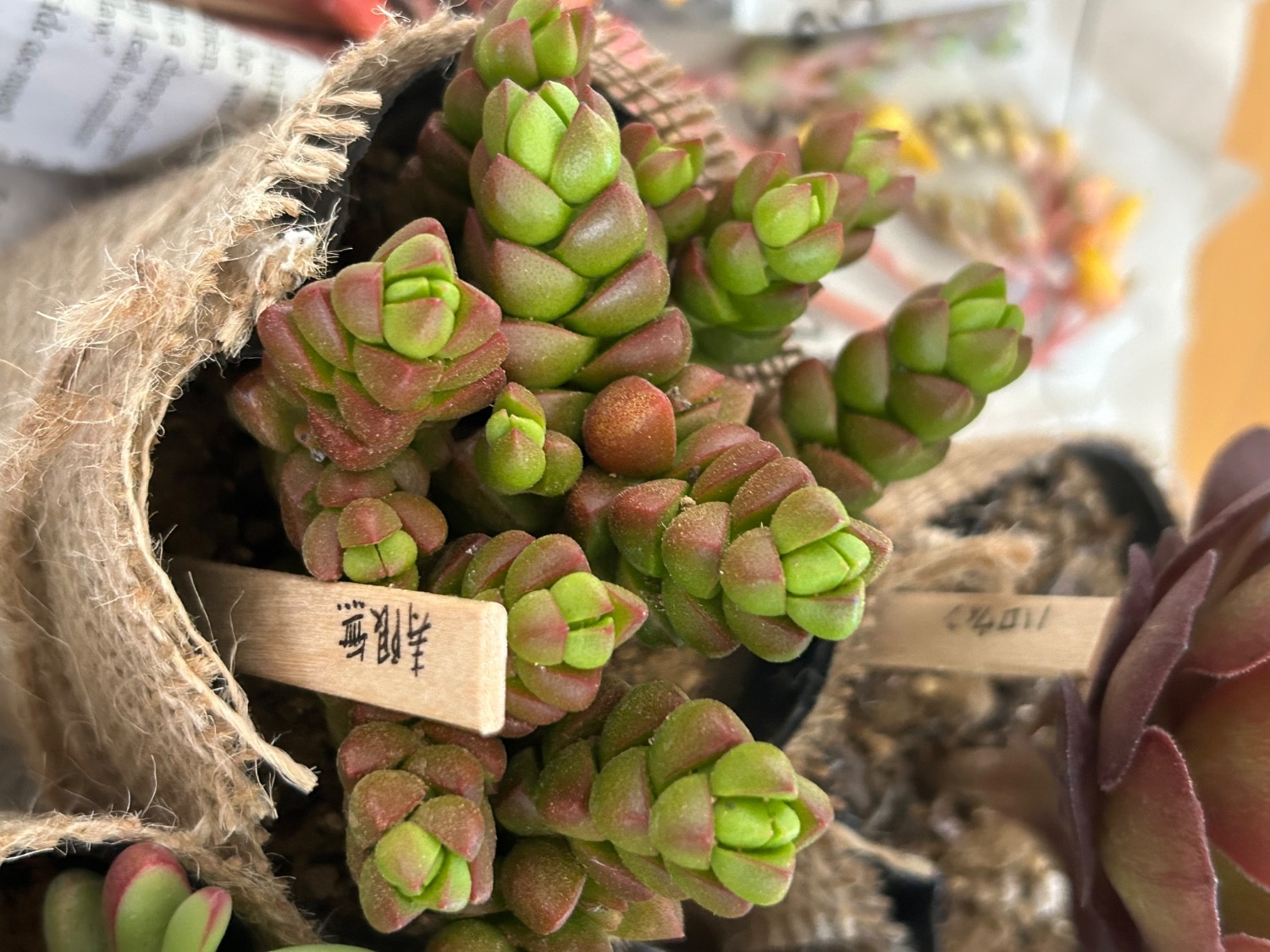楽天市場】寿限無（ジュゲム）クラッスラ属 多肉植物 9cmポット(3~5頭
