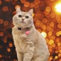 「アルモネイチャー 猫 クラシックシリーズ ロウパック パウチ チキン胸肉とダックフィレ 55g (5824)」の商品レビュー詳細を見る