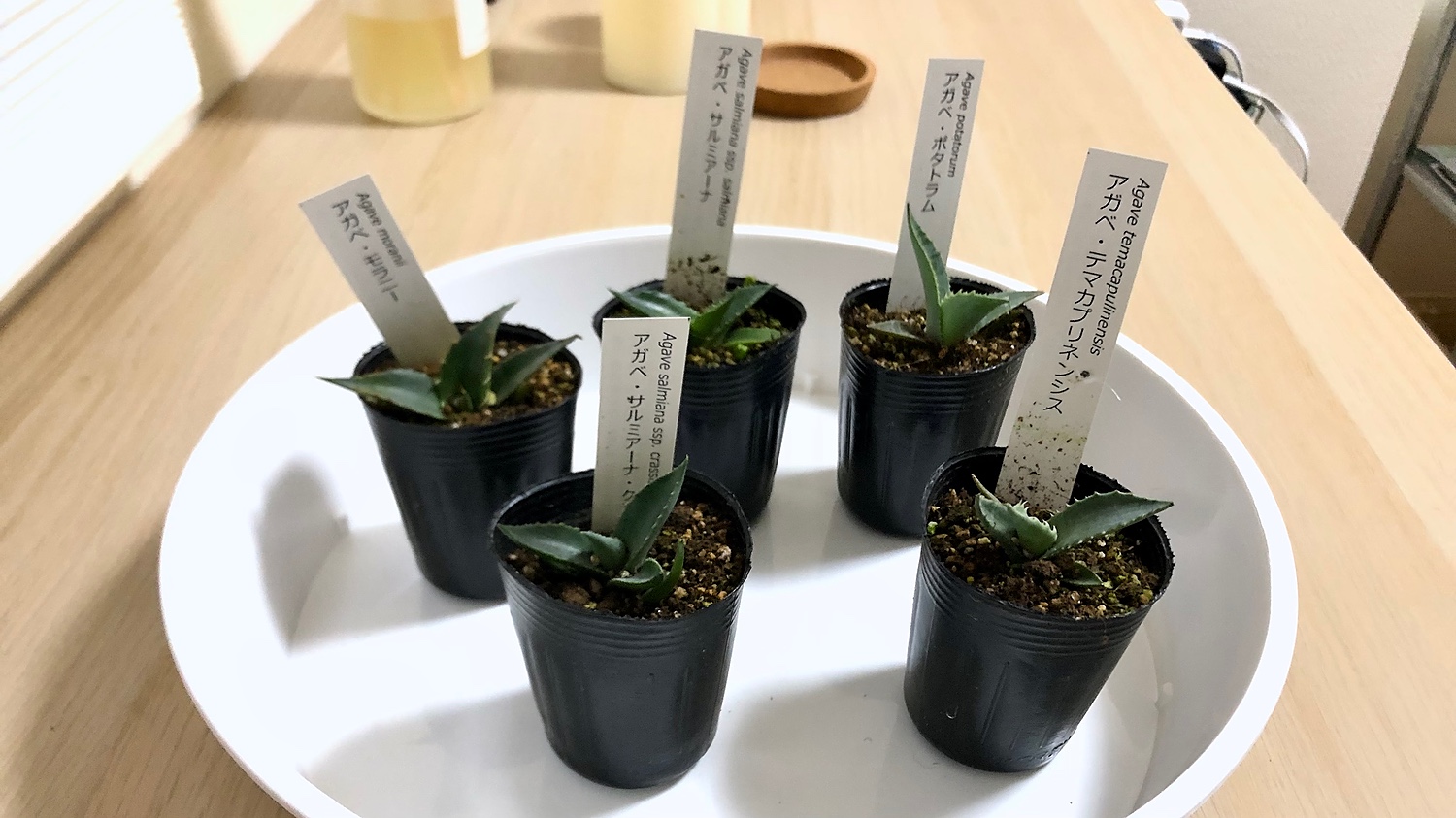 アガベ テマカプリネンシス agave 大株 希少種 - 観葉植物