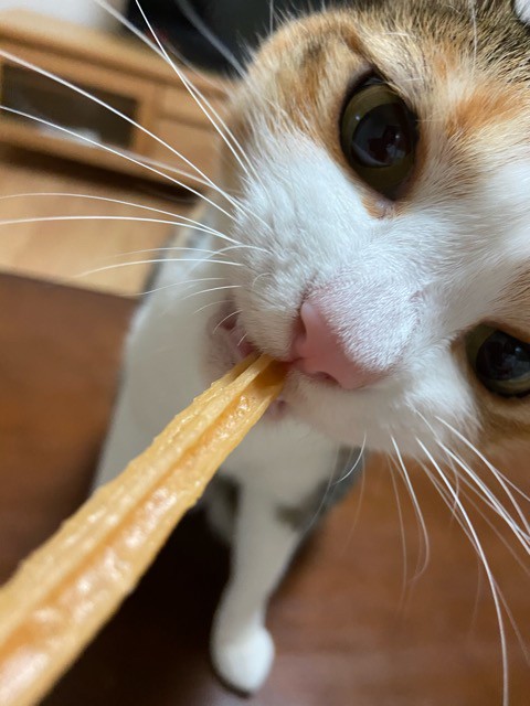 楽天市場 猫 無添加 おやつ ガム 丹波なた豆茶ねこのための歯磨きガム ネコポス便送料無料 丹波なた豆茶のお店 こやま園 みんなのレビュー 口コミ