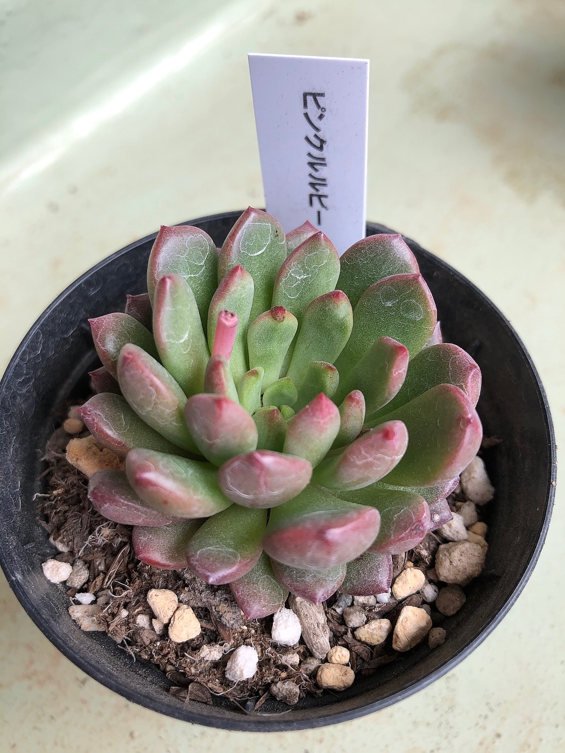 楽天市場 多肉植物 Skグラプトベリア ピンクルルビー 多肉植物 売れ筋 7 5cmポット フラワーネット 日本花キ流通 2ページ目 みんなのレビュー 口コミ