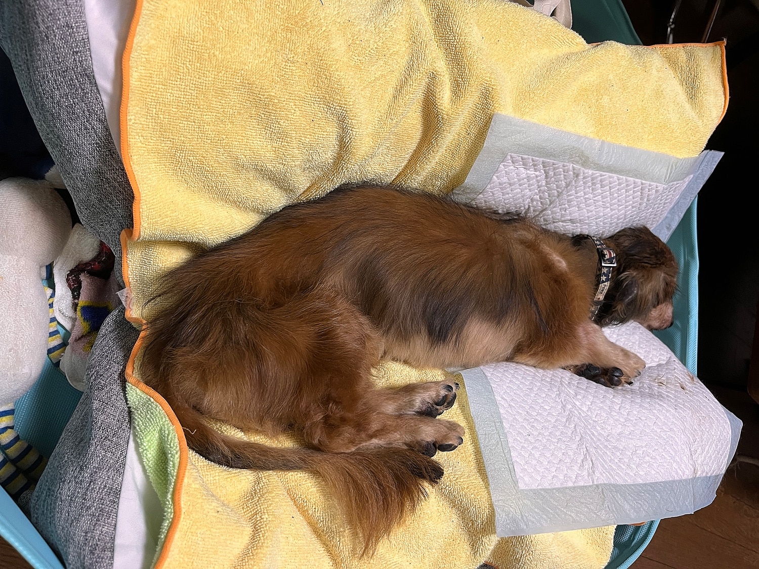 犬介護ベッド ねどっこ 老犬介護 レビュー画像17