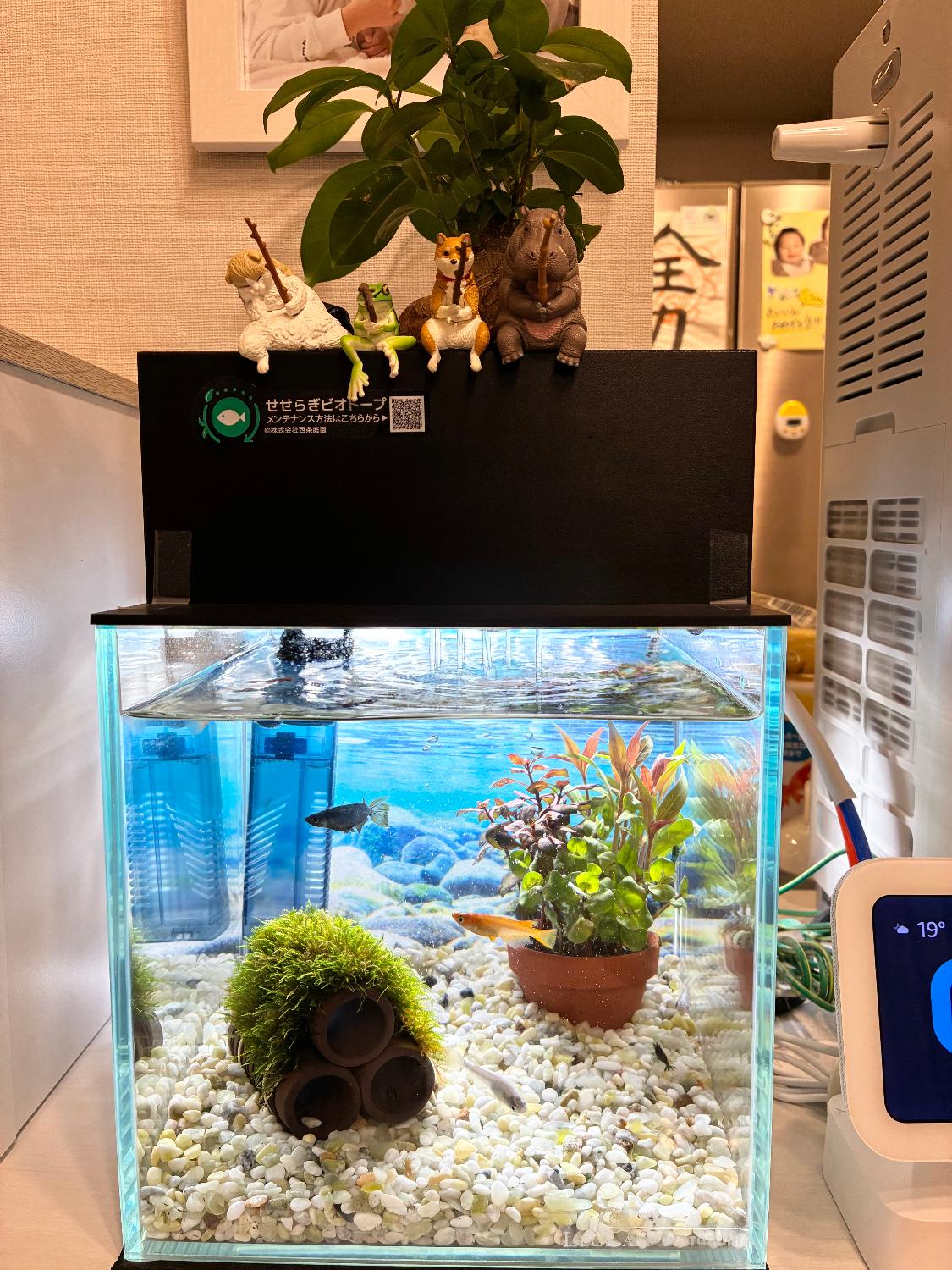 楽天市場】【TVで紹介されました】水換え不要 水槽セット せせらぎ