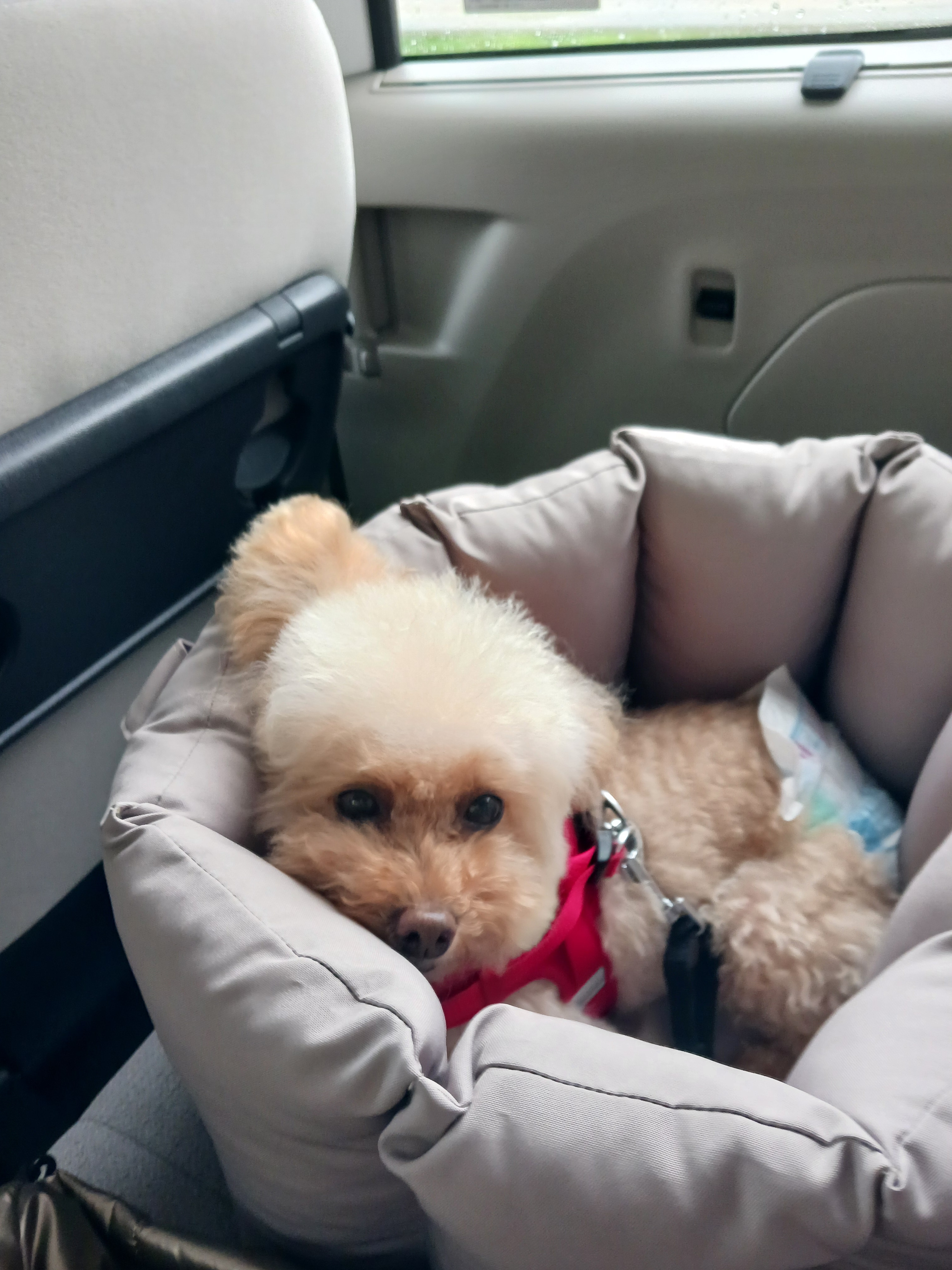 RADICAドライブベッドキャリー コーデュラロゼッタ口コミ 犬ドライブベッドおすすめ レビュー画像15
