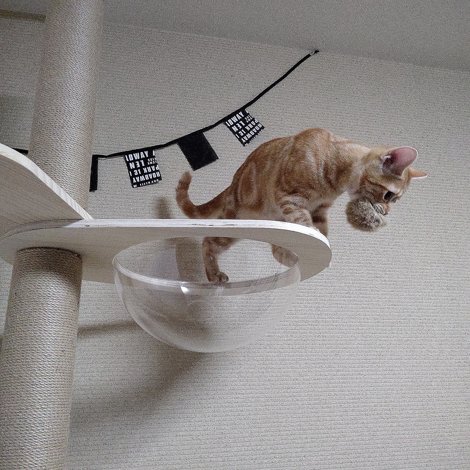 【楽天市場】【予約販売 発送時期注意】木登りタワー キャット宇宙船 拡張パーツ 大人気「木登りタワー」の追加・交換用 宇宙船 猫 360°視野 猫ベッド 透明 通気 猫用品 安全素材使用 猫
