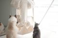 ֤ᤶޤƥӤꡪޤΤʥåȥѥå 祵(60cm)åȥȥԡ Cats trapez åȡȥԡѥå 60cmˡ㥭åȥȥԡꥸʥ륯å 祵ڥݥ10216959ޤǡۡפξʥӥ塼ܺ٤򸫤
