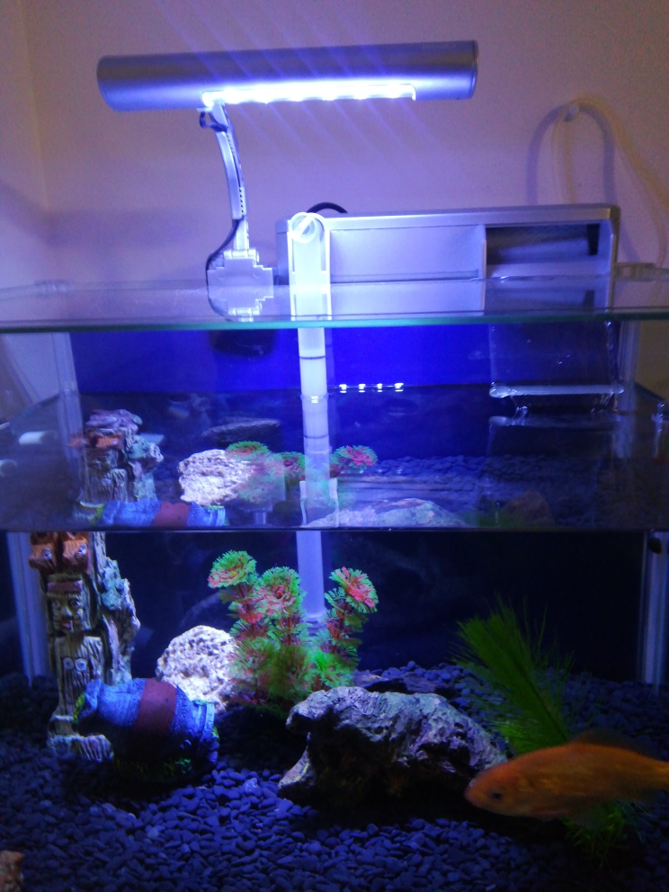 楽天市場 ソプランさんのアウトレット品 テトラ Ledミニライト Led Mini 小型水槽用照明 熱帯魚 水草 アクアリウムライト 訳あり 関東当日便 Charm 楽天市場店 みんなのレビュー 口コミ