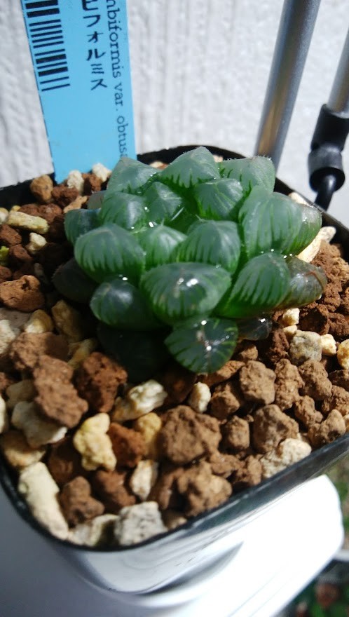 楽天市場】多肉植物 ハオルチア シンビフォルミス オブツーサ Haworthia cymbiformis 通販 実生 2.5号 エケベリア セダム  観葉植物 インテリア エリオクエスト(エリオクエスト) | みんなのレビュー・口コミ