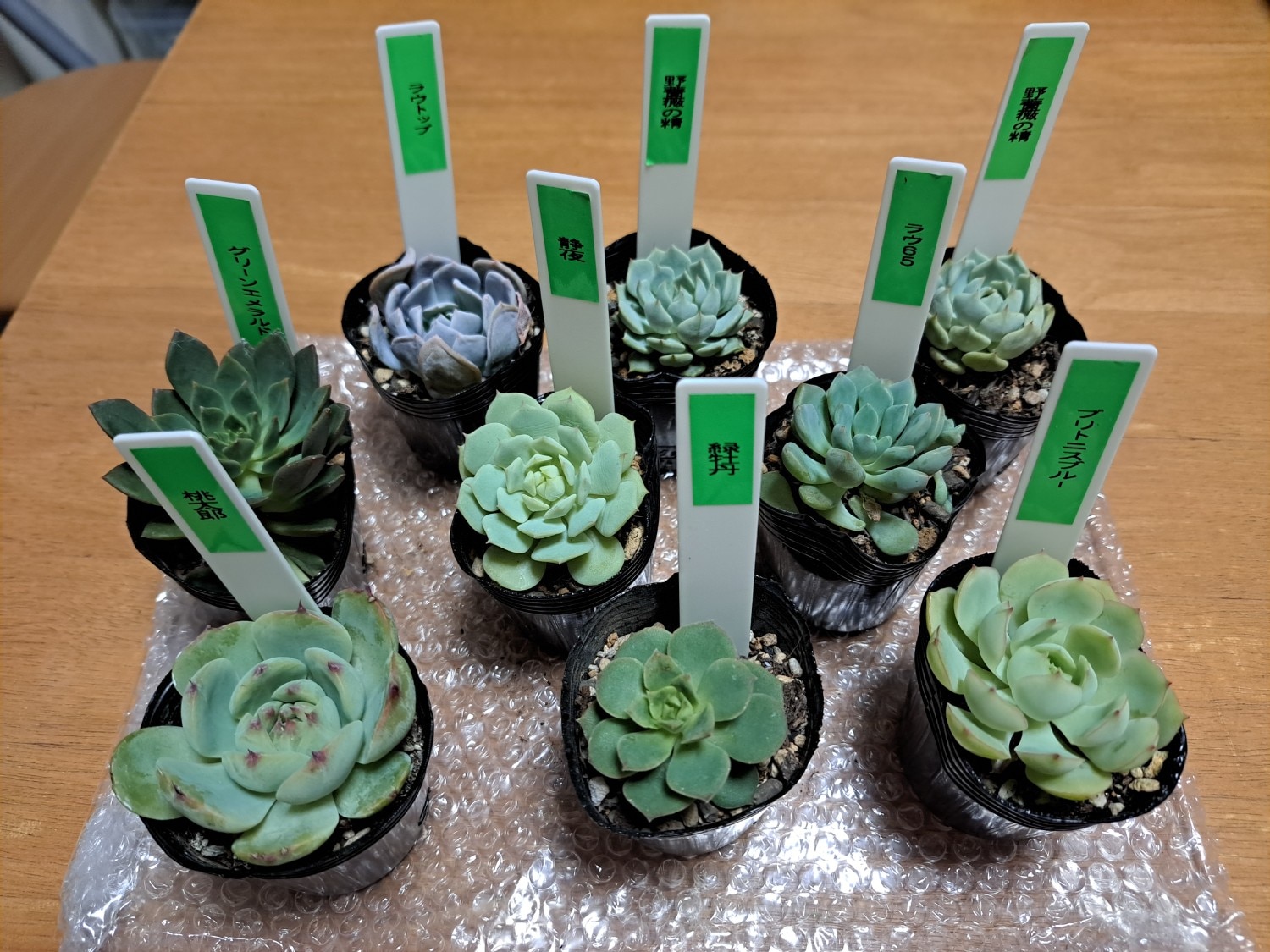 楽天市場】多肉植物 ポット苗 多肉 エケベリア グリーンエメラルド