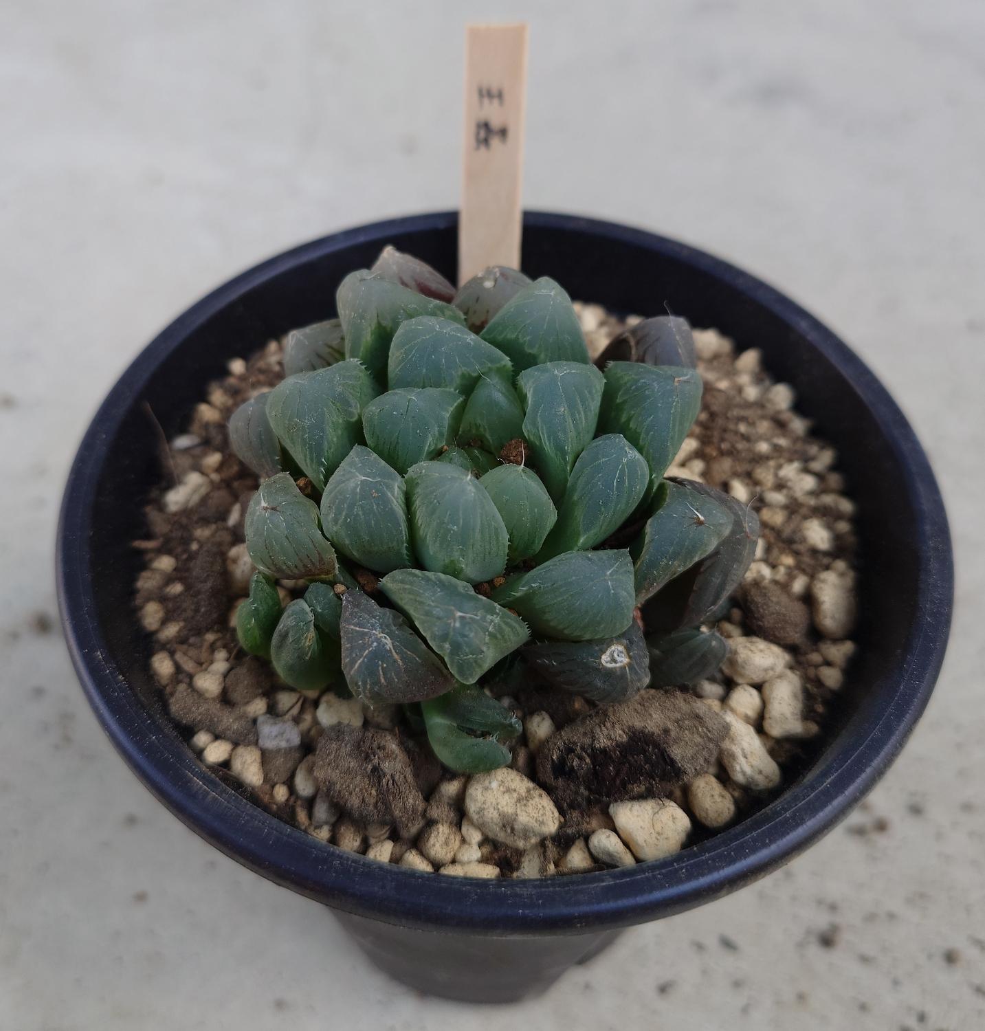 楽天市場】王蟲（オーム） ハオルチア属 【ジュエルプランツ】多肉植物
