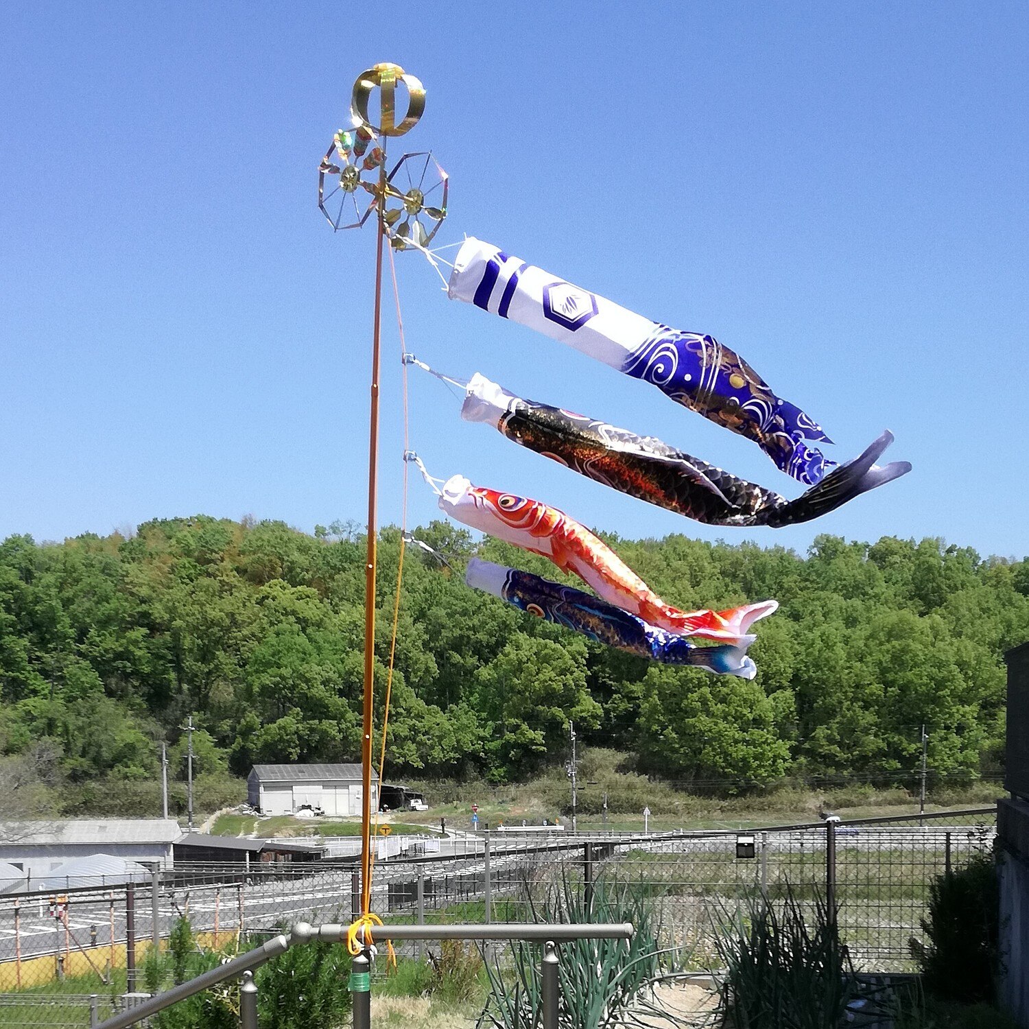 楽天市場】【楽天SS期間限定☆全品ポイント2倍！】こいのぼり 鯉のぼり