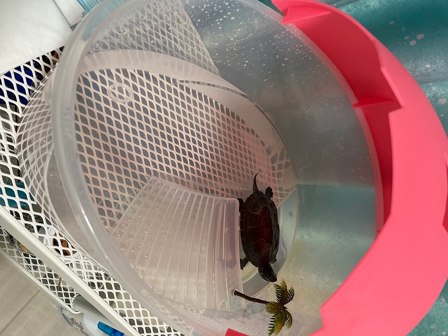 楽天市場 送料無料 亀の水槽 カメ用水槽 大きい カメの水槽 爬虫類 水槽 飼育ケース タートルタンク カメ 生息地 日向ぼっこ台 エサ皿 日よけ 排水孔あり 3カラー ザリガニ 観察 サイズ大 送料無料 Panni みんなのレビュー 口コミ