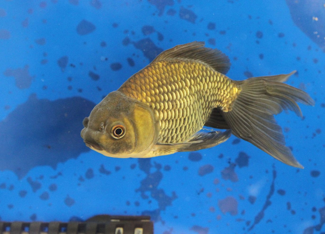 楽天市場】（国産金魚）オタマ金魚ミックス 6～9cm（3匹）(charm 楽天市場店)(未購入を含む) | みんなのレビュー・口コミ