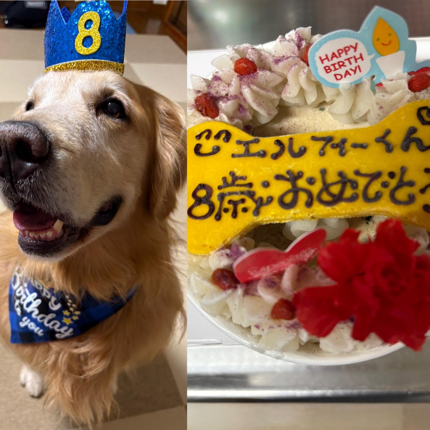 楽天市場】【名入れ可】犬 ケーキ 犬用 誕生日ケーキ 鶏肉の