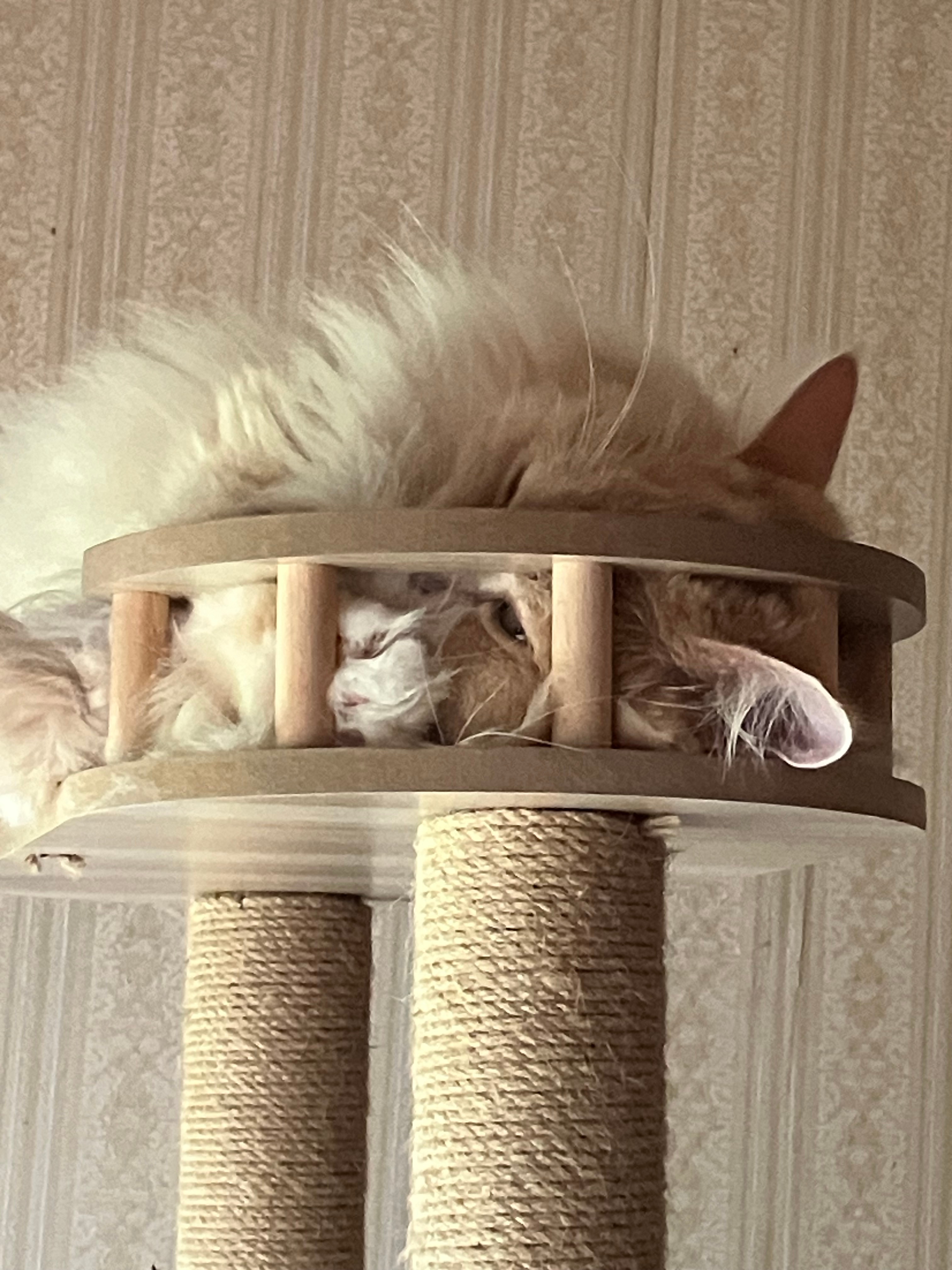 AORTD キャットタワー 木製 大型 据え置き おしゃれ 多頭飼い 大型猫 宇宙船 高さ182cm 中型 ペット用品  キャットタワー 木製キャットタワー AORTD レビュー画像9