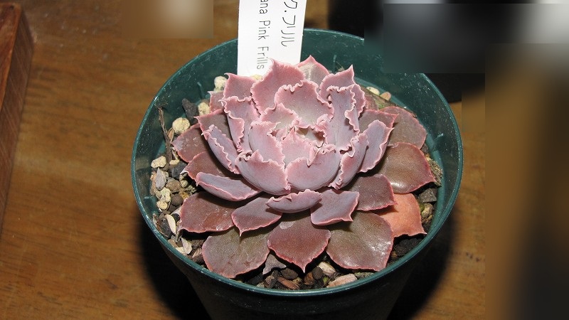 楽天市場】シャビアナ・ピンクフリル 7.5cmポット 多肉植物 楽天市場】シャビアナ・ピンクフリル 7.5cmポット 多肉植物