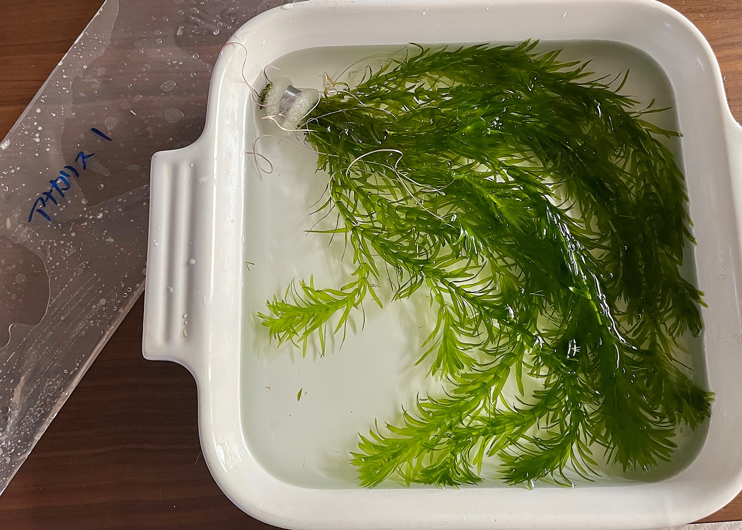 20本20cm以上 無農薬アナカリス(オオカナダモ)餌水草金魚草金魚藻 - 水草