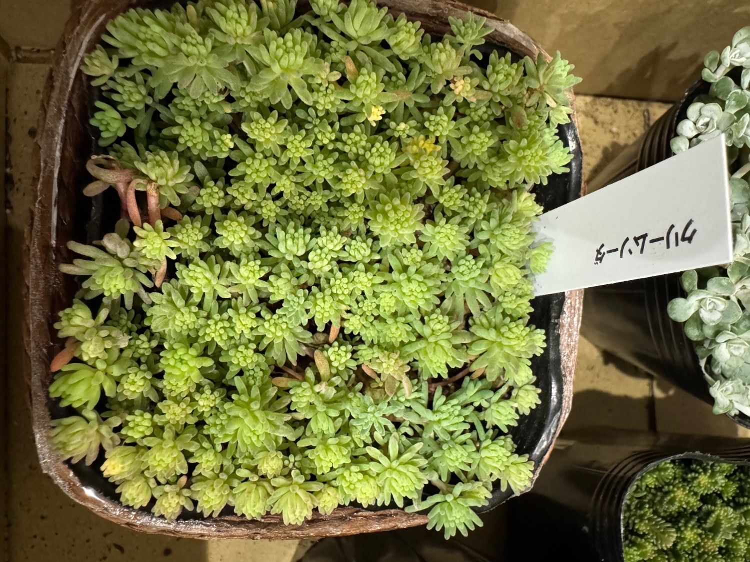 楽天市場】多肉植物 seセダム クリームソーダ （斑入りパリダム）多肉 