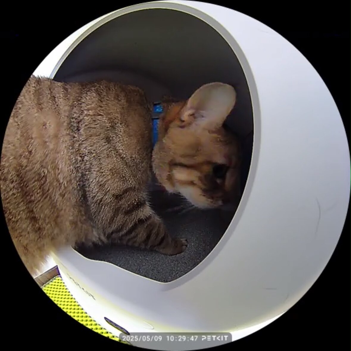 楽天市場】＼スーパーSALE全品ポイント10倍×10%OFFクーポン！／ PETKIT